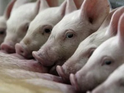 Близько двох тисяч свиней умертвили через АЧС на Кіровоградщині