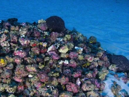 В мережі Інтернет поширили перші фото Амазонського рифу