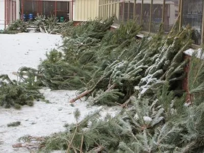 В этом году в Киеве утилизировали 10 тыс. новогодних елок