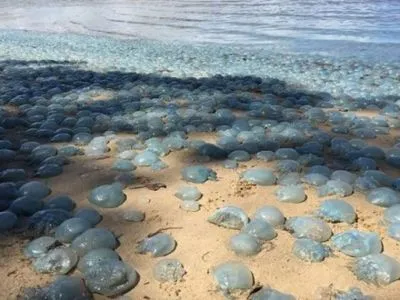 Побережье Австралии укрыли тысячи голубых медуз
