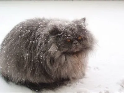 В Києві синоптики прогнозують мокрий сніг