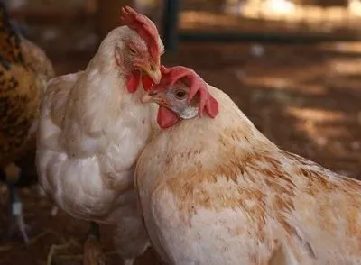 РФ планує заборонити імпорт м'яса птахів з низки країн Європи