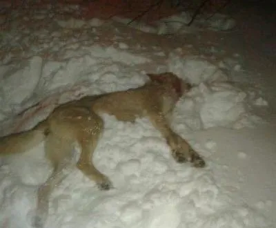 Волк напал на мужчину в Черниговской области