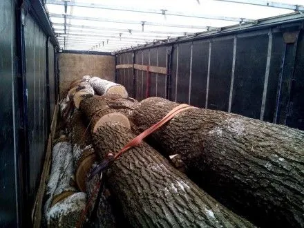 СБУ викрила механізм легалізації незаконно вирубаної деревини