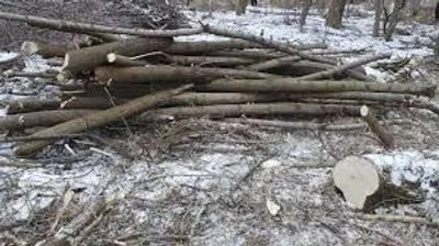 Мужчину в Ровенской области раздавило дерево