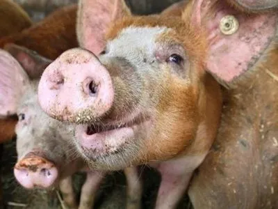 Заболевания свиней африканской чумой подтвердили в Кировоградской области