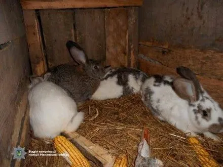 Пятеро школьников в Ровенской области похищали у сельских жителей кроликов