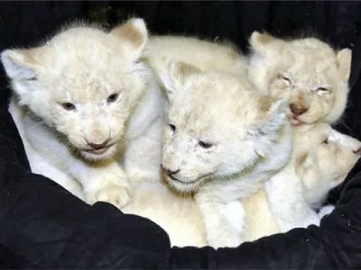 В одном из немецких зоопарков показали белых львят