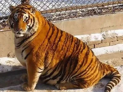 Амурські тигри з китайського зоопарку сильно погладшали за зиму