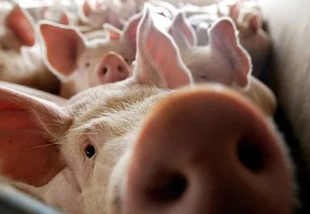 В Кировоградской области усилят контроль за перемещением свиней и реализацией продуктов из них