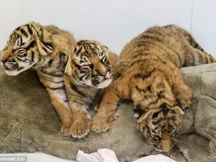 В зоопарке в США малайская тигрица покинула трех детенышей