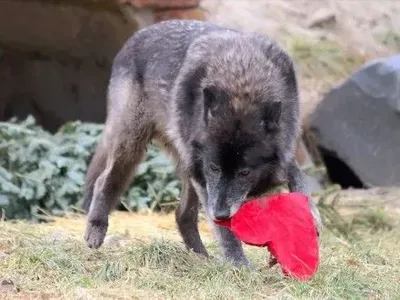 Животным из зоопарка Дейтройт приготовили подарки ко Дню влюбленных