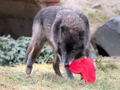 Животным из зоопарка Дейтройт приготовили подарки ко Дню влюбленных