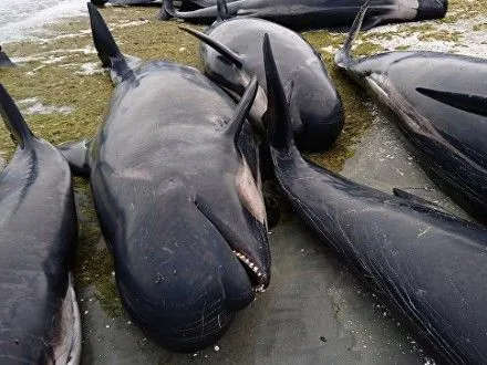 u-noviy-zelandiyi-ponad-400-delfiniv-vikinulisya-na-bereg
