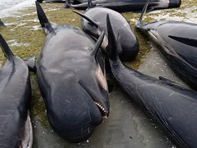 В Новой Зеландии более 400 дельфинов выбросились на берег