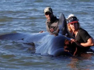 Около ста китов, которые выбросились на берег в Новой Зеландии, спасены