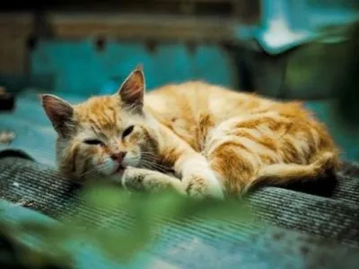 Петицию о признании котов частью экосистемы Киева приняли к рассмотрению