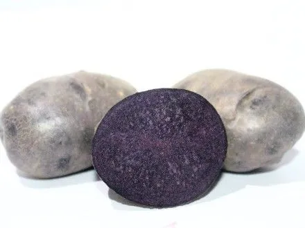 Рожеву та фіолетову картоплю вивели в Україні