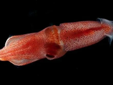 Ученые обнаружили глубоководного кальмара, который распознает различные спектры света