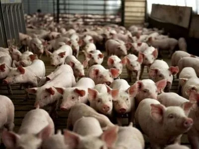 Поголовье свиней в Украине сократилось до исторического минимума