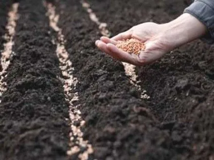 Весняна посівна під загрозою зриву: насіння в Україні ніде сертифікувати
