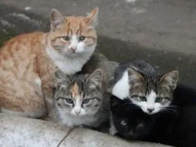 В Киевсовете поддержали петицию о признании котов частью экосистемы Киева