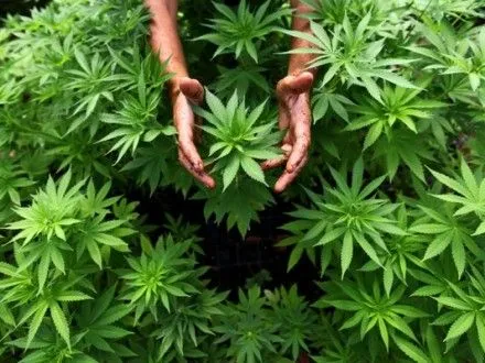 Нижня палата парламенту Нідерландів підтримала легалізацію вирощування марихуани