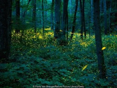 В национальном парке в США проживают несколько видов синхронных светлячков