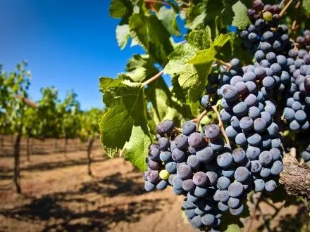 Урожайность винограда выросла втрое - Минагрополитики