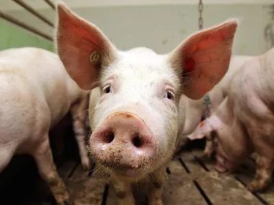 В.Лапа вважає подвірний забій свиней причиною поширення АЧС