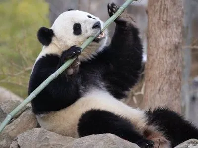 Гігантська панда Бао Бао переїхала з Вашингтонського зоопарку до Китаю