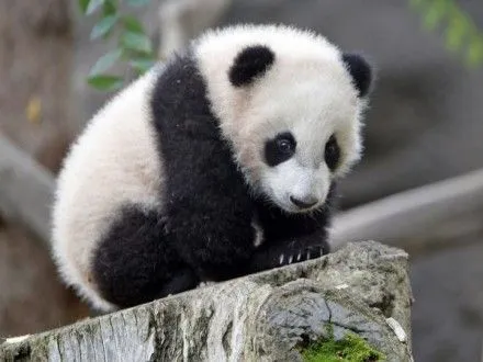Маленькая панда покорила Интернет
