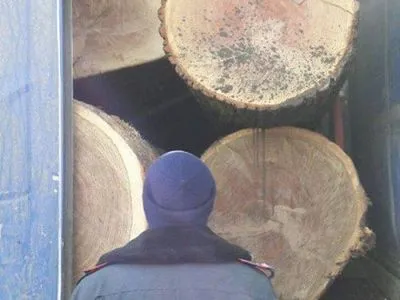 Фуру с незаконным лесом почти на 150 тыс. грн задержали в Житомирской области