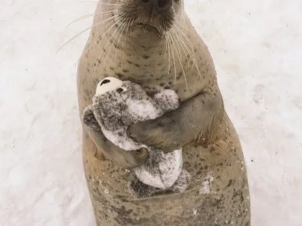 В сети появились трогательные фотографии тюленя