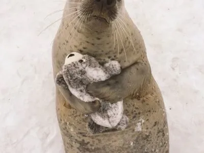 В сети появились трогательные фотографии тюленя