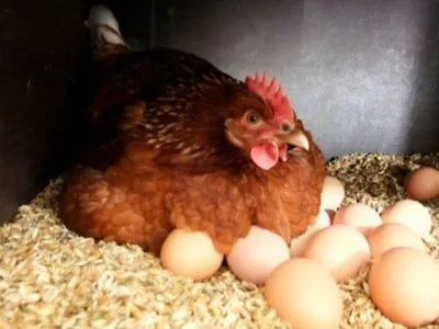 Катар ввел дополнительные требования к импортерам украинского мяса и яиц