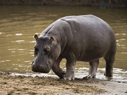 Неизвестные до смерти забили бегемота в зоопарке в Сальвадоре