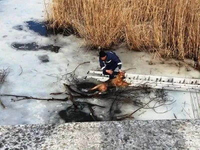 На Житомирщині врятували собаку, яка тонула у водоймі