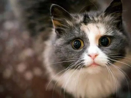 В Харькове зарегистрировали петицию о признании котов частью экосистемы города