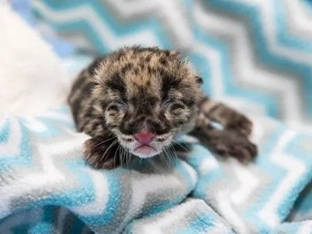 У зоопарку Нешвілля народився перший димчастий леопард внаслідок штучного запліднення