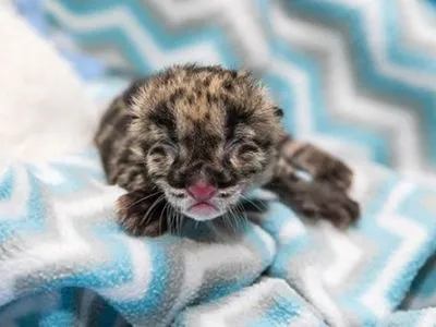 В зоопарке Нэшвилля родился первый дымчатый леопард в результате искусственного оплодотворения