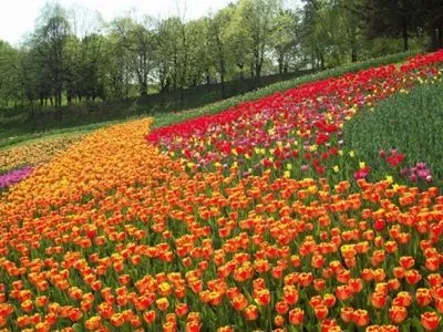 В этом году в Киеве высадят более 13 млн цветов