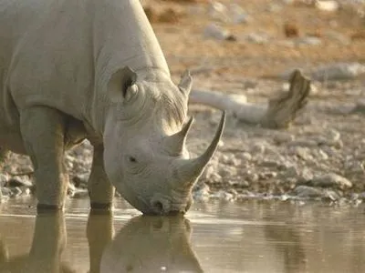 Браконьеры убили носорога в зоопарке во Франции