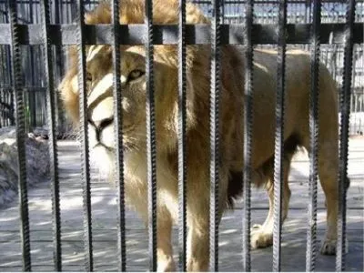 На відвідувача лазні у Запоріжжі напав лев