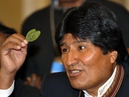 Боливия почти вдвое увеличит выращивание коки
