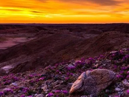 В калифорнийской пустыне расцвело больше всего диких цветов за последние 20 лет
