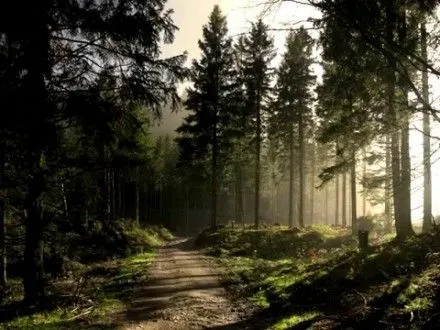Більше 800 тис. га лісів України нікому не підпорядковані — Держлісагентство