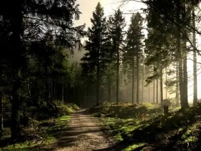 Более 800 тыс. га лесов Украины никому не подчинены - Гослесагентство