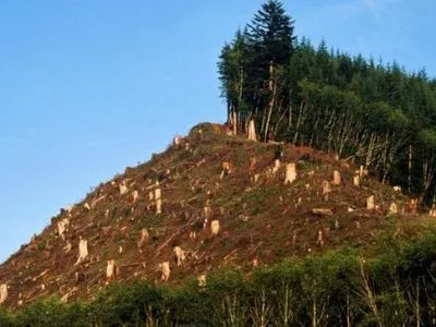 Минулого року за незаконну вирубку лісів відкрито більше 2 тис. справ