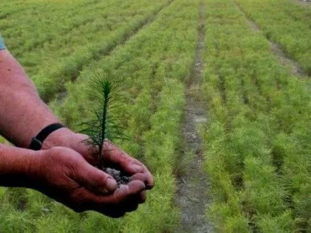 В этом году в Украине планируют засадить новые леса площадью 50 тыс. га